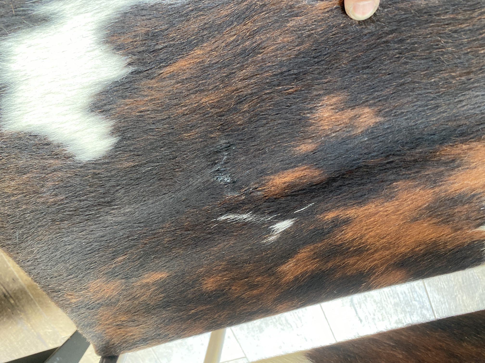 カッシーナ Cassina LC1 スリングチェア　コルビジェチェア　リペア中