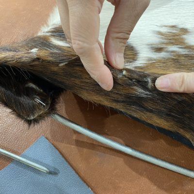 カッシーナ Cassina LC1 スリングチェア　ル・コルビジェチェア　リペア中